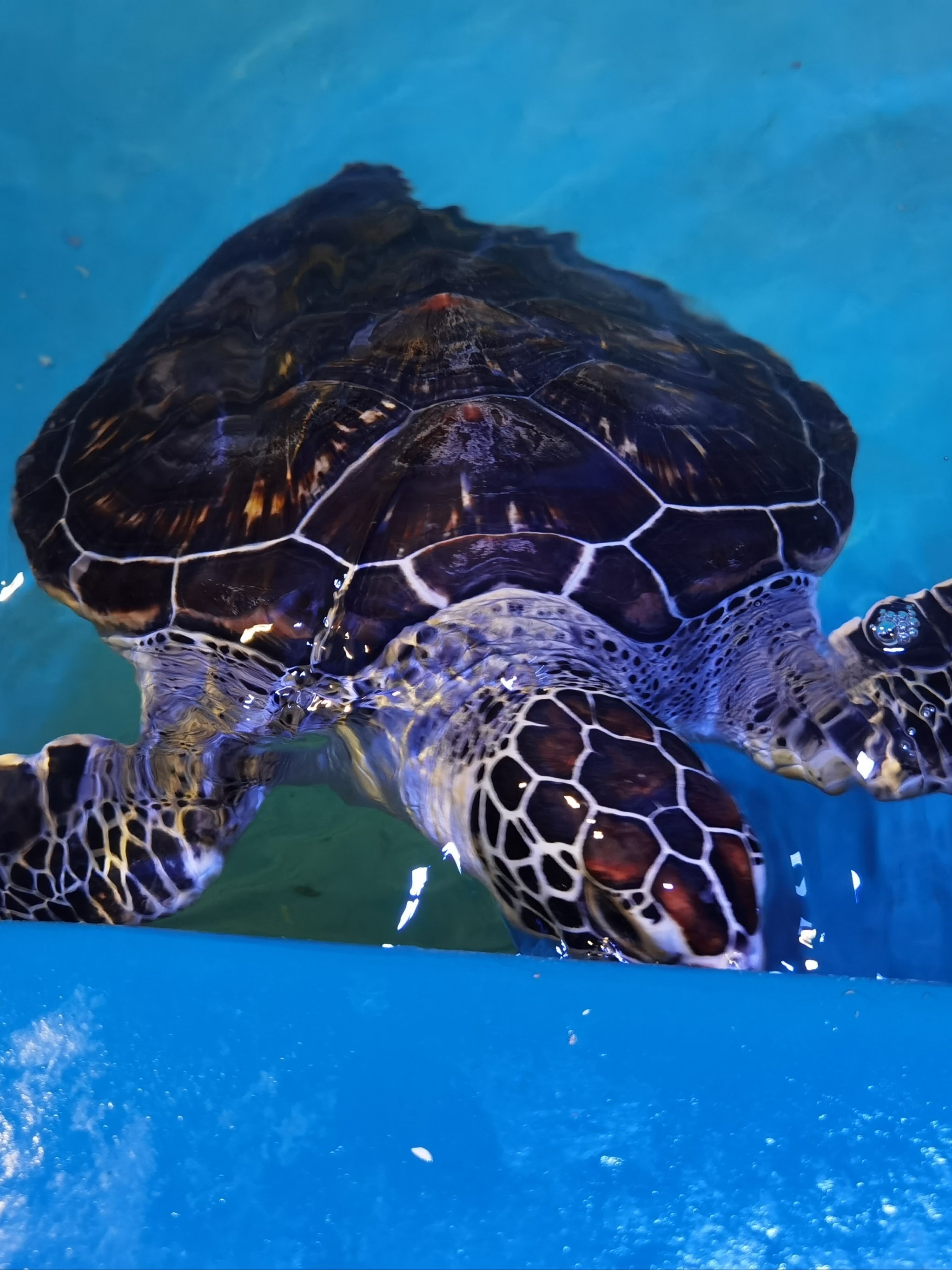 🙌这家把海陆空动物集齐了!