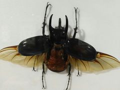 -上海昆虫博物馆