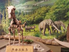 -陕西自然博物馆