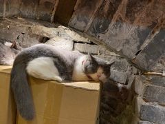 -猫色咖啡·猫咖