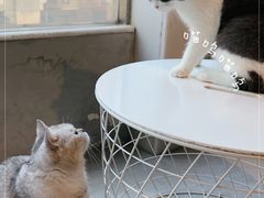 -猫儿山۰猫主题餐厅