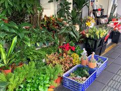 -溪岸路花鸟市场