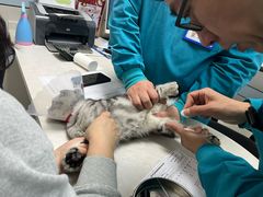 -中农国际动物医院24小时·猫科·骨科·急重症中心