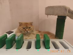 -猫咪派对(江南西店)