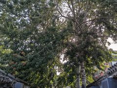 -北门涮肉·炭火铜锅涮肉(什刹海店)