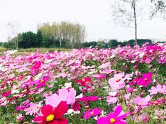 -溱湖国家湿地公园