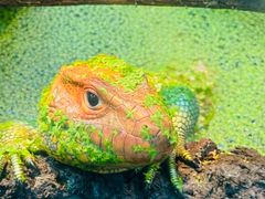 -上海大自然野生昆虫馆(东方明珠·爬宠昆虫探索中心)
