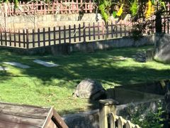 -广东惠东海龟国家级自然保护区