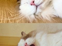 -猫腻·猫咖·撸猫馆(星光大道店)