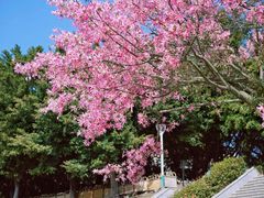 -风云岭森林公园