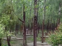 -合肥滨湖国家森林公园