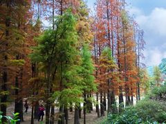 -广州市帽峰山景区