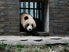 -都江堰中华大熊猫苑