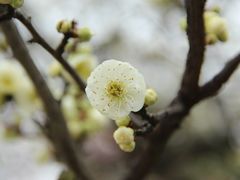 -香雪海