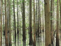 -桤木河湿地公园