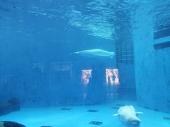 -海合安成都极地海洋公园