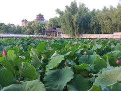 -莲花池公园