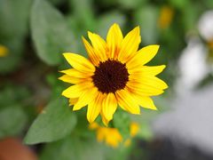 -深圳市中科院仙湖植物园