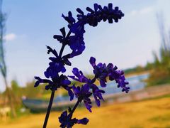 -白鹭湾湿地公园