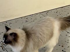 -喵喵咪呀布偶猫咖(春熙路店)