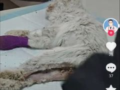 -瑞派雷欧宠物医院·24h夜诊·心脏骨科牙科·全科重症转诊中心(无影山店)