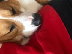 -爱侣宠医·鹦鹉专科·小型哺乳类·异宠专科(灵石路店)