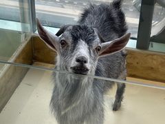 -怪兽屋·羊驼·猫咖·狗咖(俊华广场店)