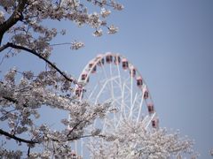 -顾村公园