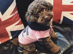 日系秋冬新款-Oh My Dog宠物沙龙(伊珊娜皮毛护理店)