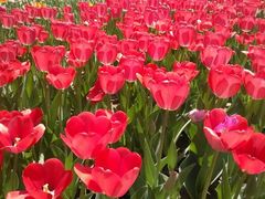 android_upload_pic-石家庄市植物园