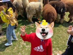 -大连铭湖国际观光牧场