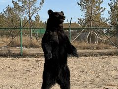 -鄂尔多斯野生动物园