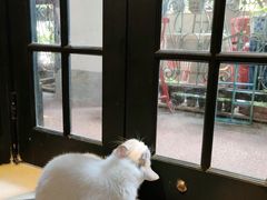 -猫色咖啡·猫咖