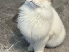 -天宠宠物医院24小时·急重症诊疗中心·全科·腔镜特色(和平分院)