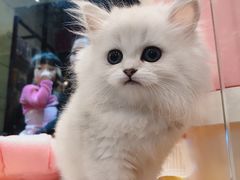 -小尾巴宠物店(万科·金域华庭店)