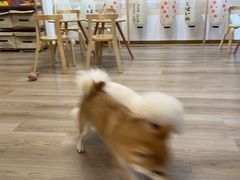 -柴迷FANS CLUB·柴犬狗咖·猫咖