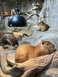 -Zoolung Zoolung动物主题公园(海信广场店)