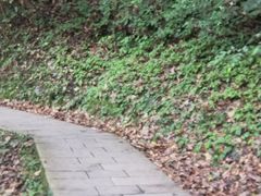 -石台牯牛降景区