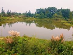 -桤木河湿地公园