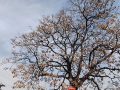 -莲花池公园