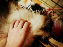 -猫小院猫主题咖啡厅(北锣店)