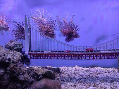 -太平洋海底世界