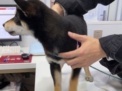 -天使宠物医院·犬猫分诊(彩虹店)