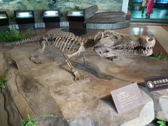 -自贡恐龙博物馆