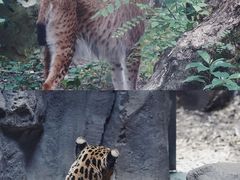 -红山森林动物园