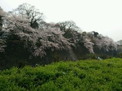 -名古屋城