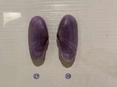 -青岛贝壳博物馆