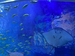 -华夏文旅海洋公园