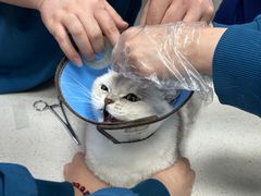 -联合动物医院(光谷诊疗中心)