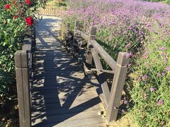 密云玫瑰情园-密云玫瑰情园